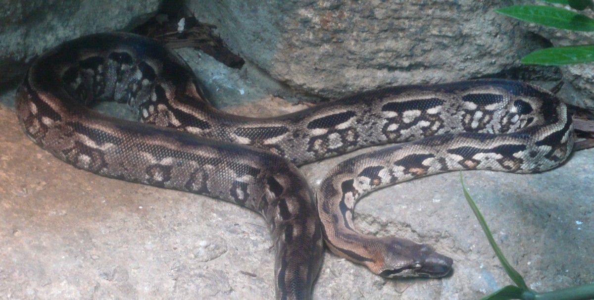 Acrantophis madagascariensis