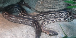 Acrantophis madagascariensis