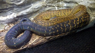 Chilabothrus subflavus