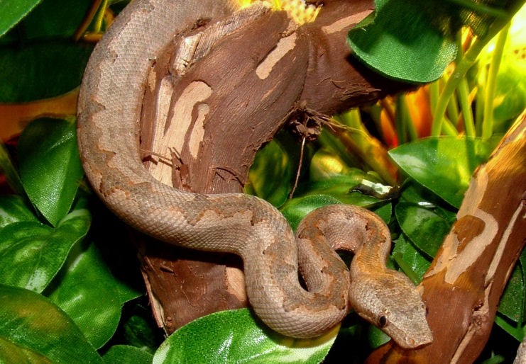 Candoia carinata