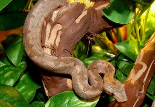 Candoia carinata