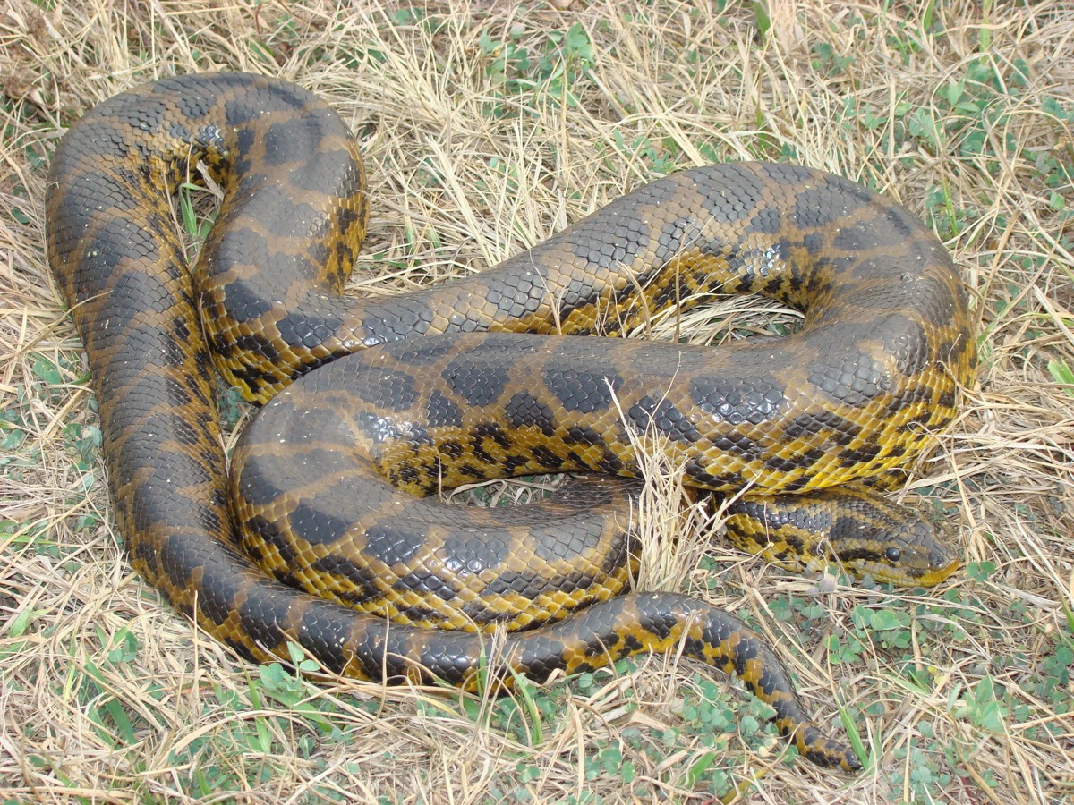 Eunectes notaeus