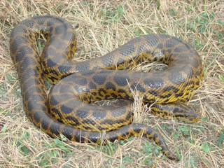 Eunectes notaeus