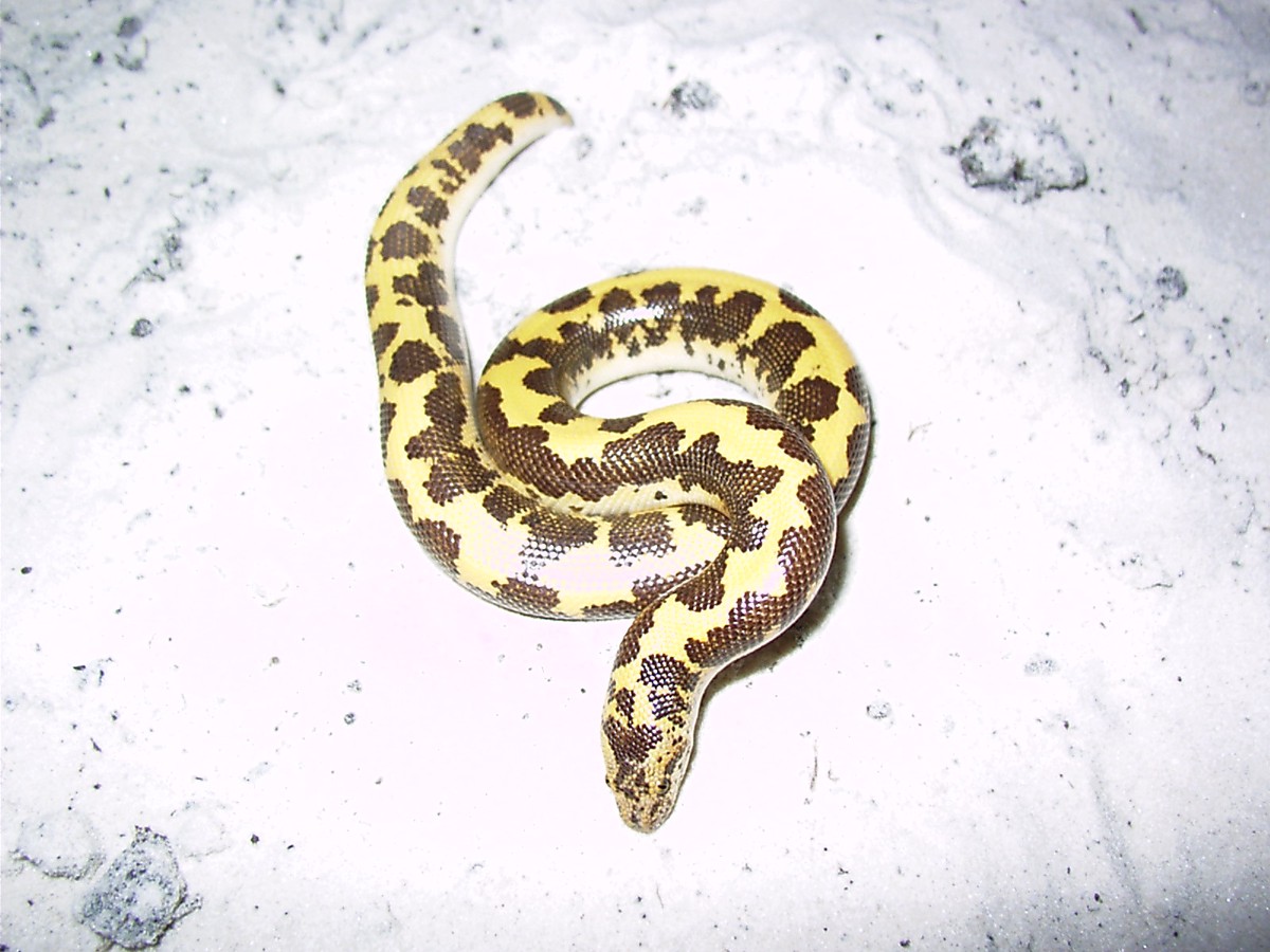 Eryx colubrinus