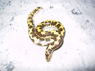 Eryx colubrinus