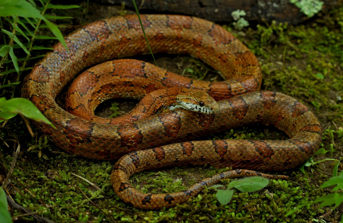 Pantherophis guttatus
