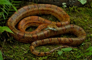 Pantherophis guttatus