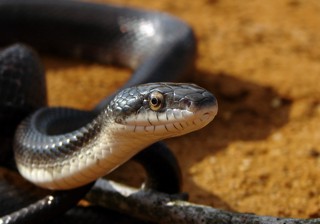 Pantherophis obsoletus
