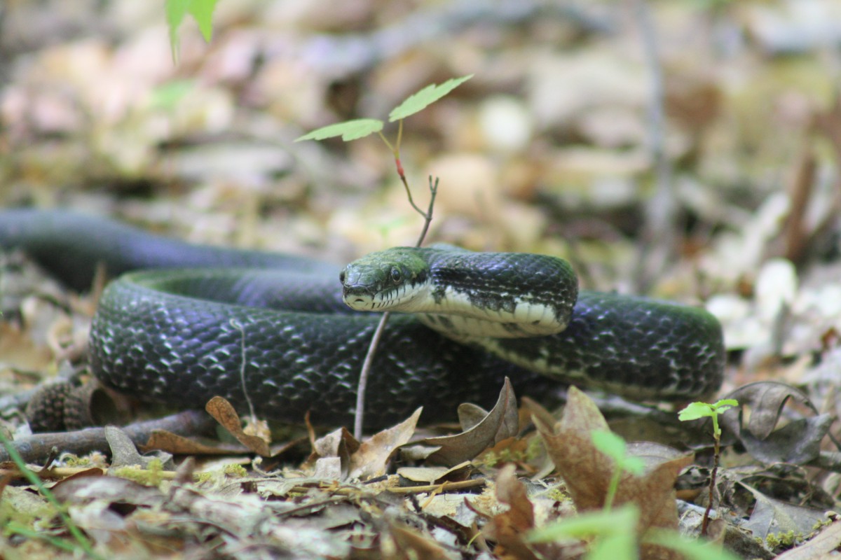 Pantherophis alleghaniensis