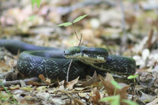 Pantherophis alleghaniensis