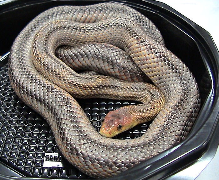 Pantherophis bairdi