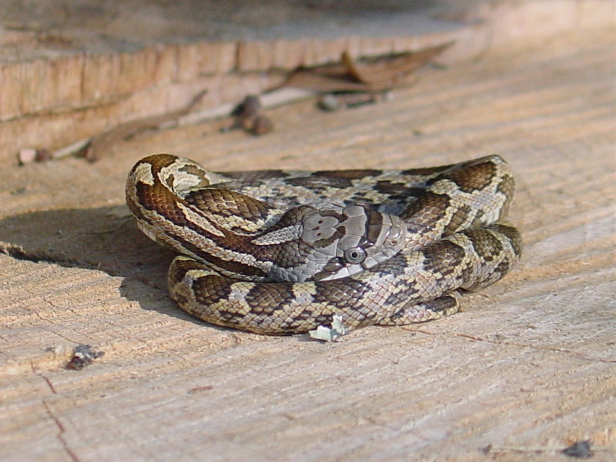 Pantherophis slowinskii