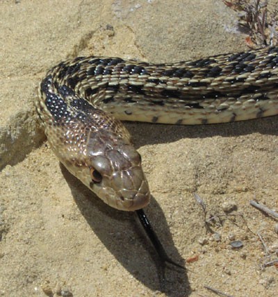 Pituophis catenifer