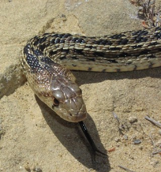 Pituophis catenifer