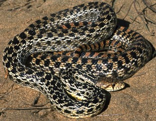 Pituophis melanoleucus