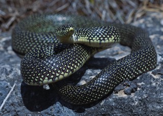 Lampropeltis holbrooki