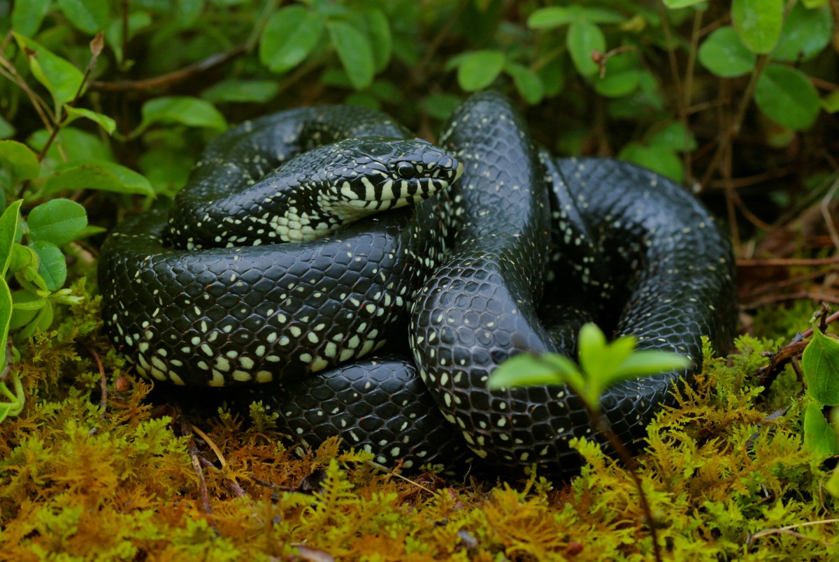 Lampropeltis nigra