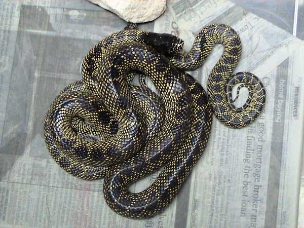 Lampropeltis splendida