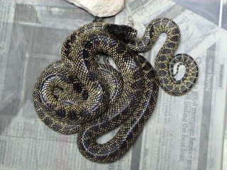 Lampropeltis splendida