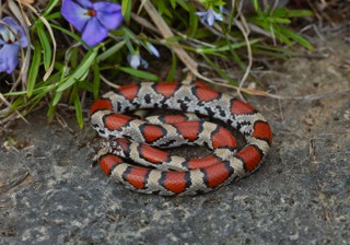 Lampropeltis triangulum