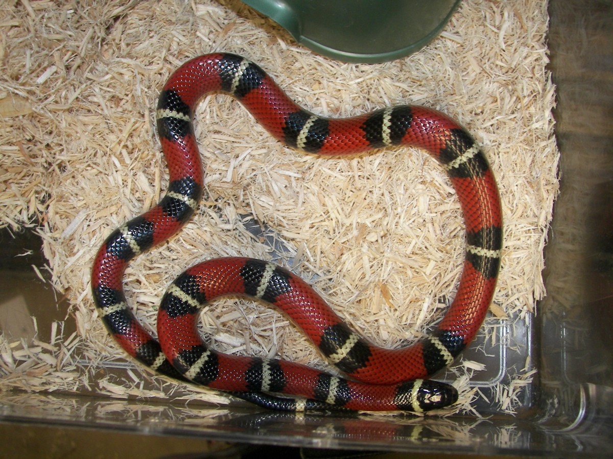 Lampropeltis polyzona
