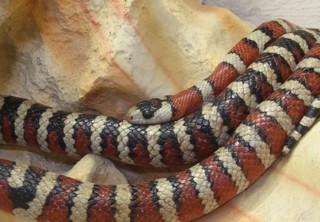 Lampropeltis pyromelana