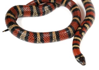 Lampropeltis ruthveni