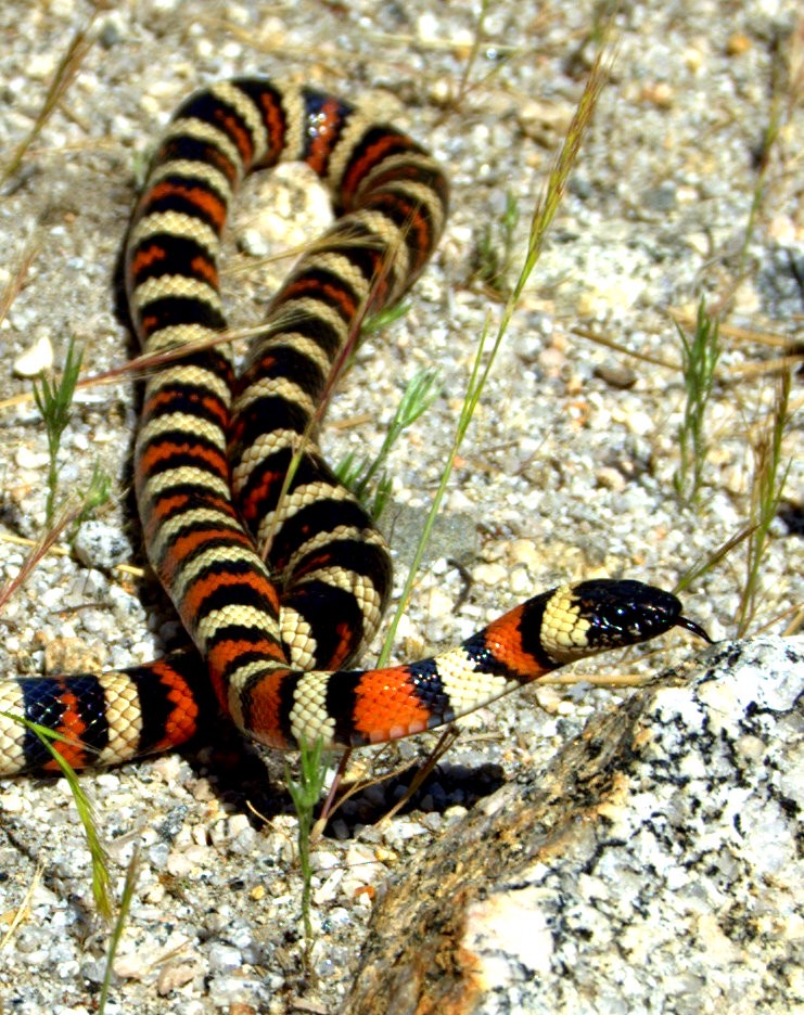 Lampropeltis zonata
