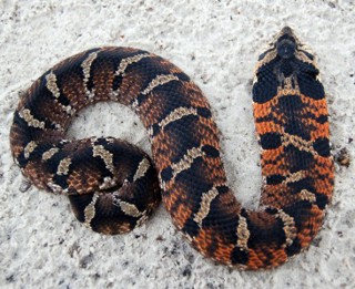 Heterodon platirhinos
