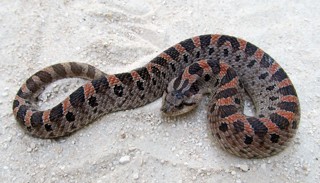 Heterodon simus
