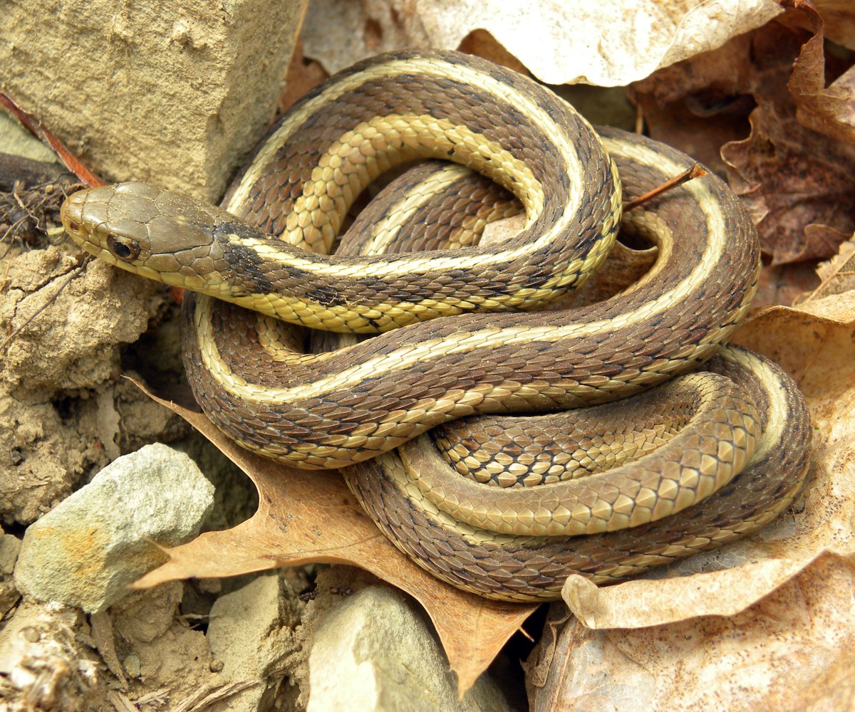 Thamnophis sirtalis