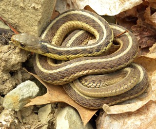 Thamnophis sirtalis