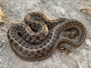 Thamnophis marcianus