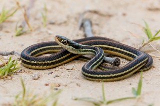 Thamnophis proximus
