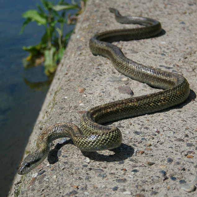 Elaphe climacophora