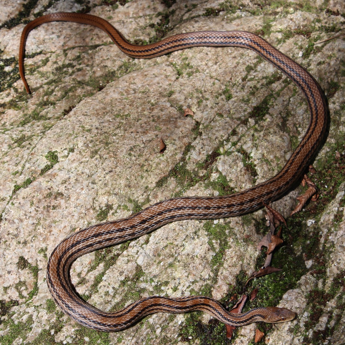 Elaphe quadrivirgata