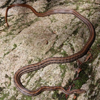 Elaphe quadrivirgata