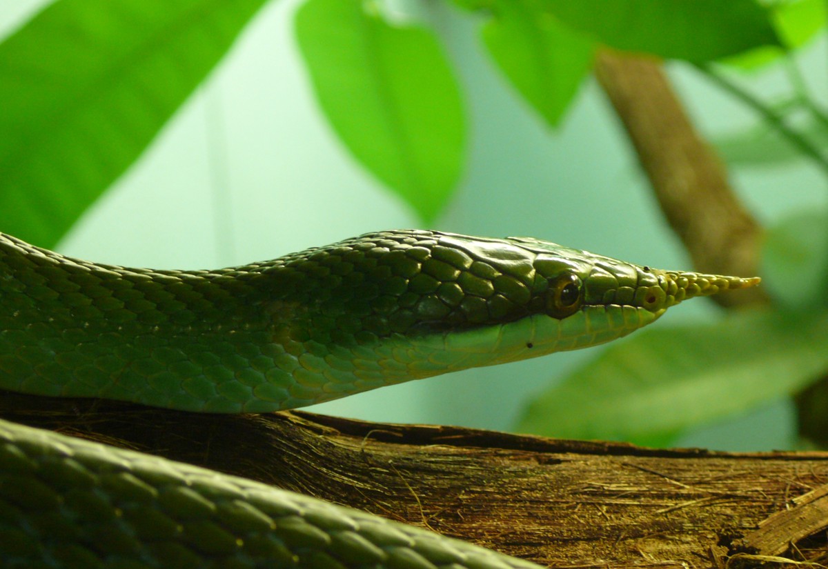 Gonyosoma boulengeri