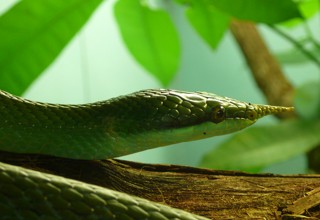 Gonyosoma boulengeri