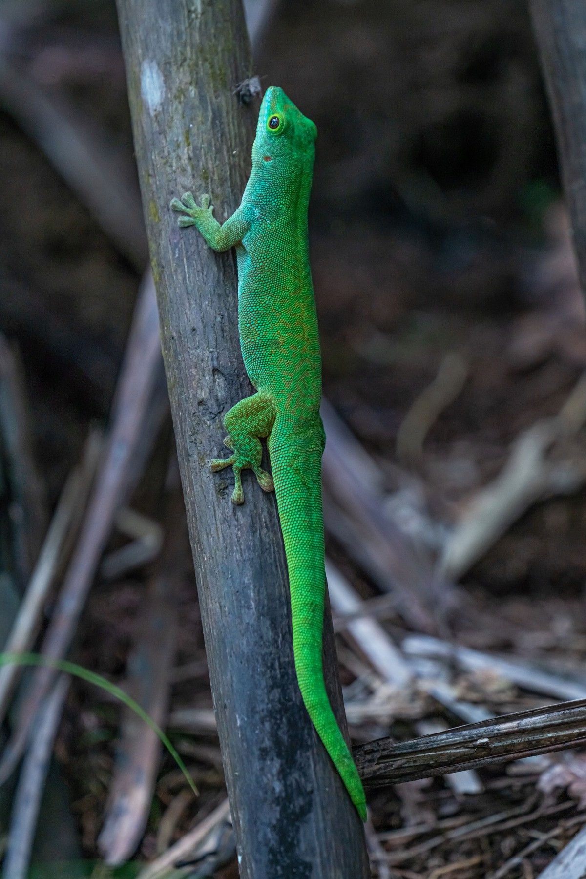 Phelsuma sundbergi