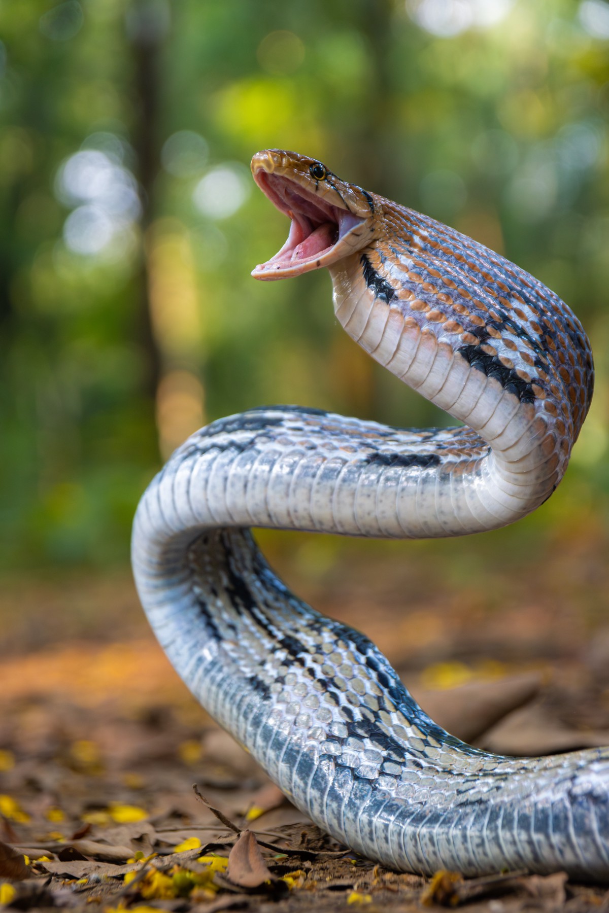 Coelognathus radiatus