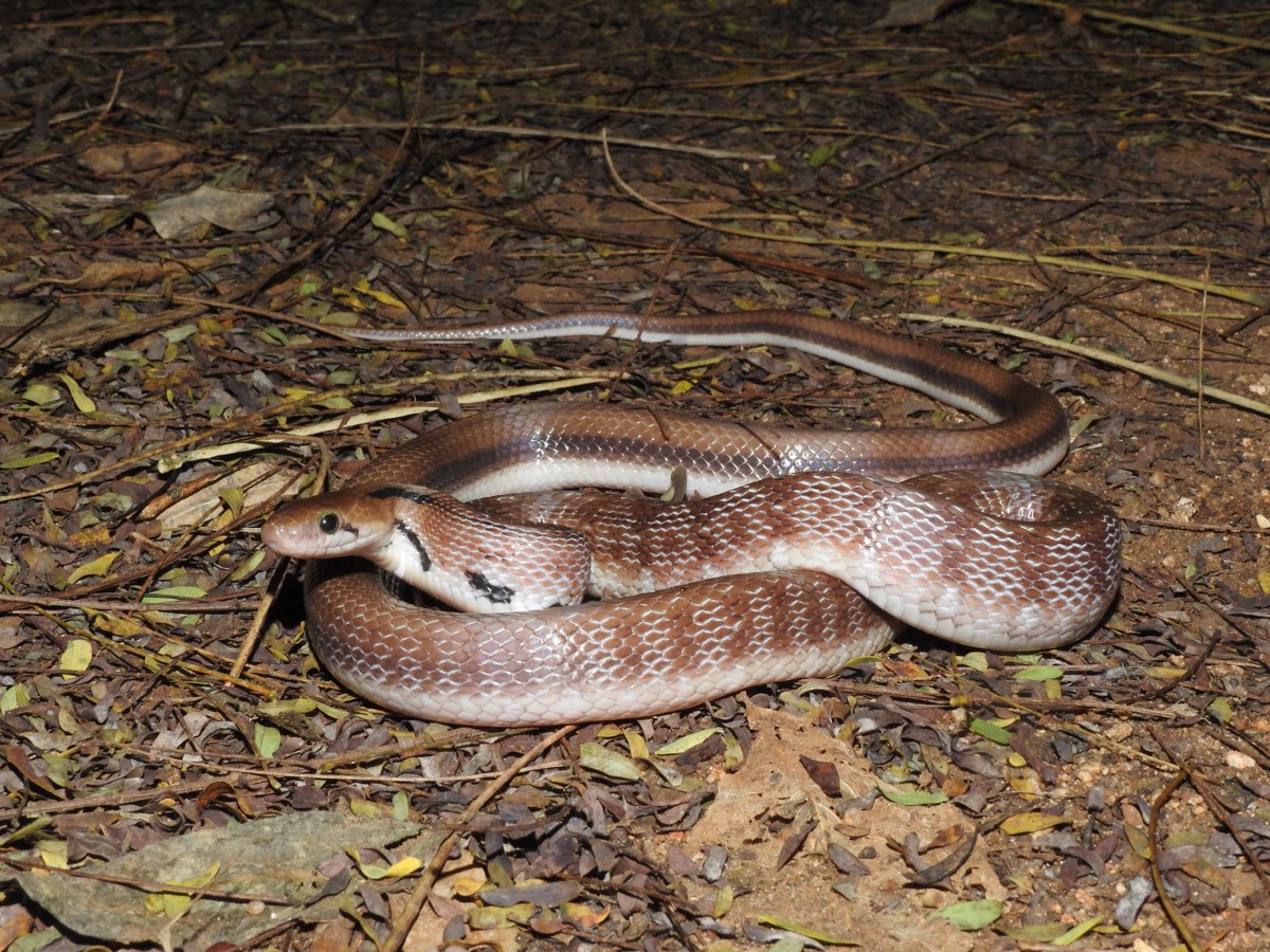 Coelognathus helena