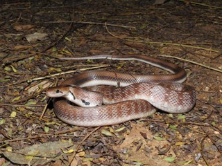 Coelognathus helena