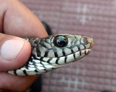 Ptyas mucosa