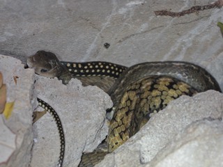 Ptyas carinata