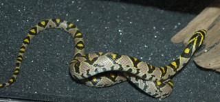 Euprepiophis mandarinus