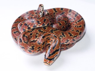 Euprepiophis conspicillata