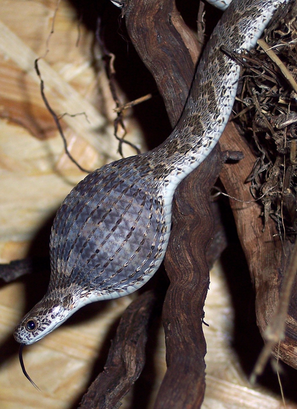 Dasypeltis scabra