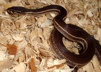 Boaedon lineatus