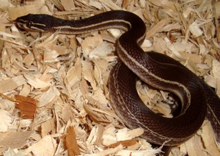 Boaedon lineatus